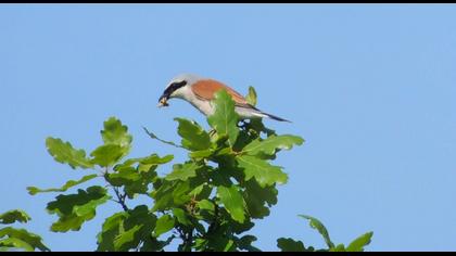 Kızılsırtlı örümcekkuşu