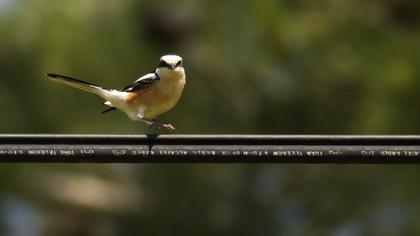 Maskeli örümcekkuşu