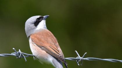 Kızılsırtlı örümcekkuşu