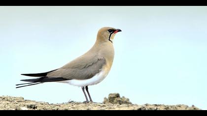 Bataklıkkırlangıcı