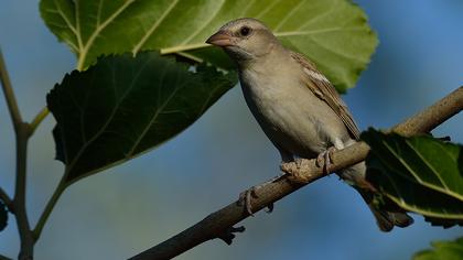 Sarıboğazlı serçe