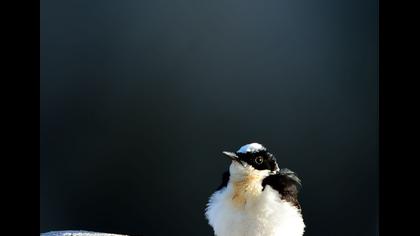 Karakulaklı kuyrukkakan