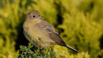Karabaşlı kirazkuşu