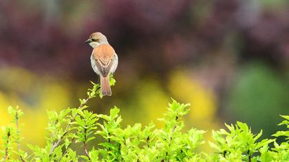 Kızılsırtlı örümcekkuşu