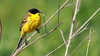 Sarı kuyruksallayan