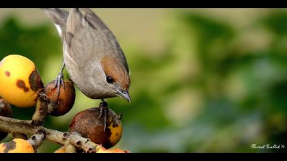 Karabaşlı ötleğen