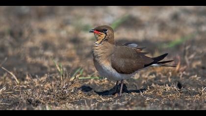 Bataklıkkırlangıcı