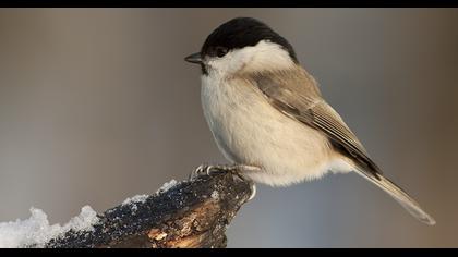 Kayın baştankarası