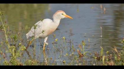 Sığır balıkçılı