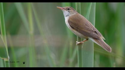 Çalı kamışçını