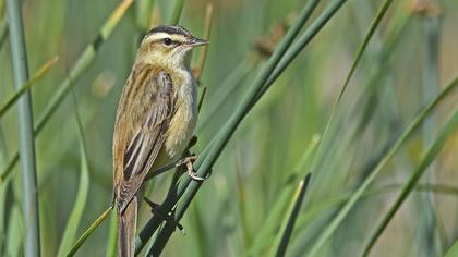 Kındıra kamışçını