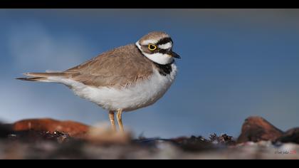 Halkalı küçük cılıbıt
