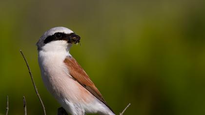 Kızılsırtlı örümcekkuşu