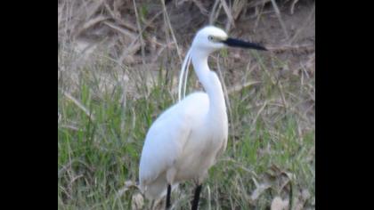 Küçük ak balıkçıl