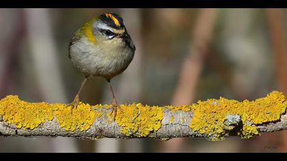 Sürmeli çalıkuşu