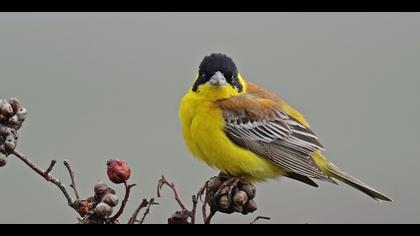 Karabaşlı kirazkuşu