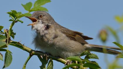 Akgerdanlı ötleğen