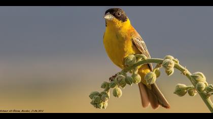 Karabaşlı kirazkuşu
