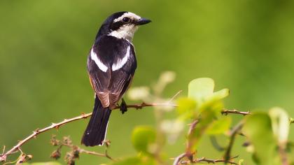 Maskeli örümcekkuşu