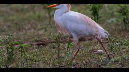 Sığır balıkçılı