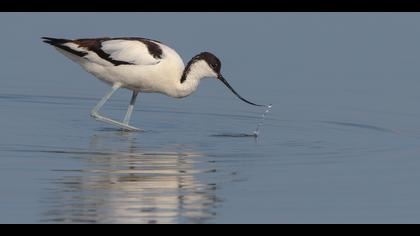 Kılıçgaga » Pied Avocet » Recurvirostra avosetta