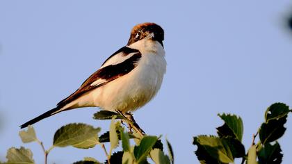 Kızılbaşlı örümcekkuşu