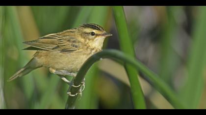 Kındıra kamışçını