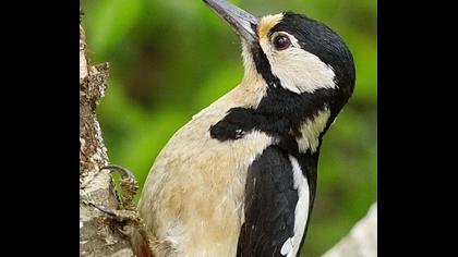 Orman alaca ağaçkakanı