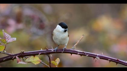 Kayın baştankarası