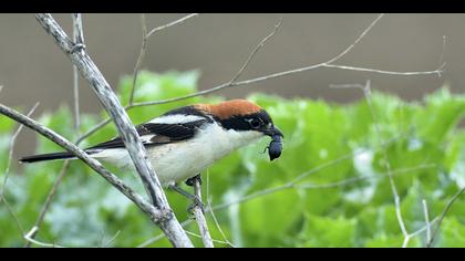 Kızılbaşlı örümcekkuşu