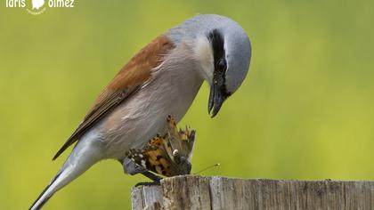 Kızılsırtlı örümcekkuşu