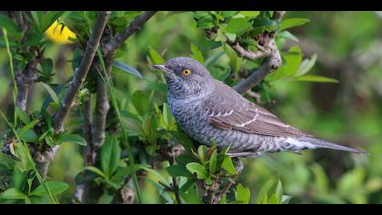 Çizgili ötleğen » Barred Warbler » Sylvia nisoria