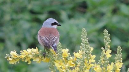 Kızılsırtlı örümcekkuşu