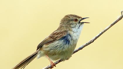 Dikkuyruklu ötleğen