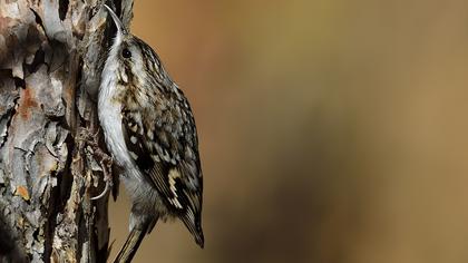 Orman tırmaşıkkuşu