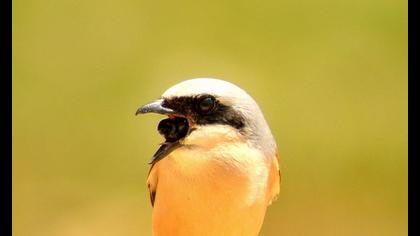 Kızılsırtlı örümcekkuşu