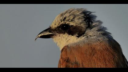 Kızılsırtlı örümcekkuşu