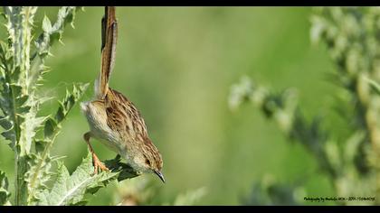 Dikkuyruklu ötleğen