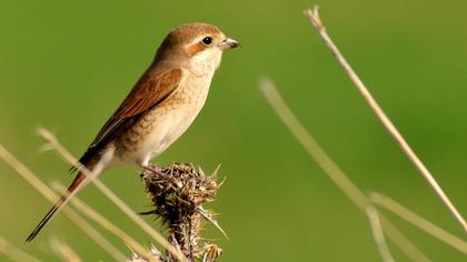 Kızılsırtlı örümcekkuşu