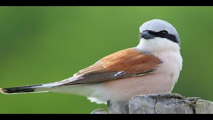 Kızılsırtlı örümcekkuşu