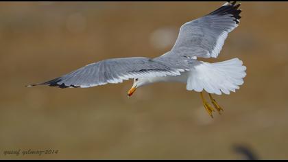 Van gölü martısı