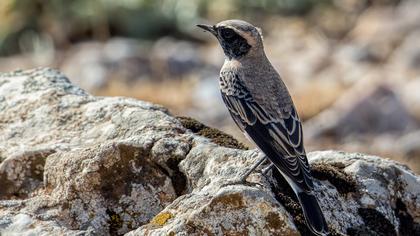 Karakulaklı kuyrukkakan