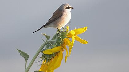 Kızılsırtlı örümcekkuşu