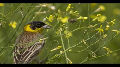 Karabaşlı kirazkuşu