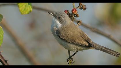Küçük akgerdanlı ötleğen