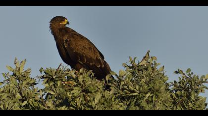 Küçük orman kartalı