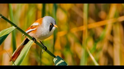 Bıyıklı baştankara