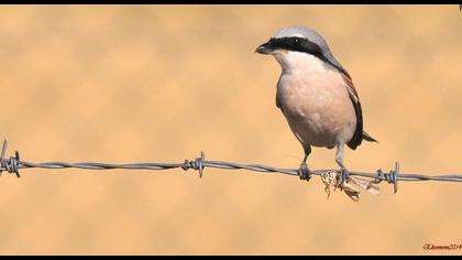 Kızılsırtlı örümcekkuşu