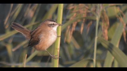 Bıyıklı kamışçın