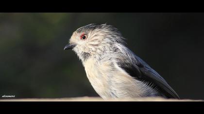 Uzunkuyruklu baştankara